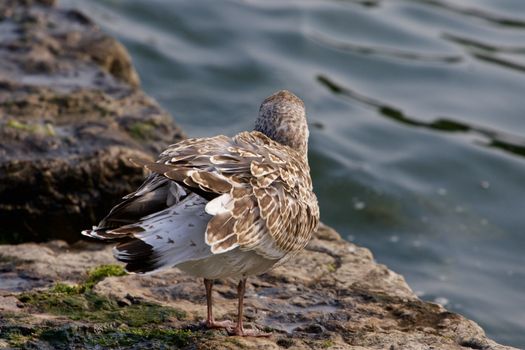 The lesser black-backed gull is shaking her feathers on the shore