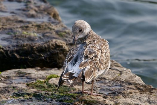 The gull is cleaning her feathers near the lake