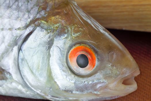 A close-up of head of a small river fish. Good to see all the details and details: gills, eyes, mouth.