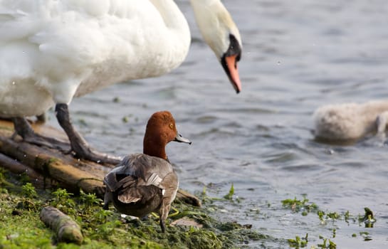 Funny redhead duck in the company of the mute swans