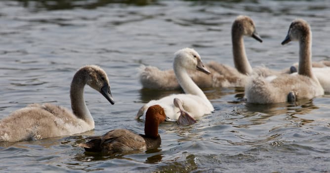 The funny redhead duck and four young swans are swimming somewhere