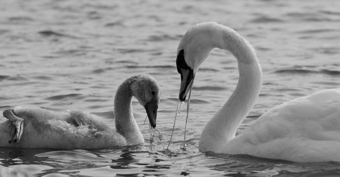 The mother-swan and her son are eating the algae together