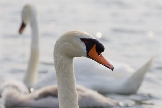 The close-up of the mute swans