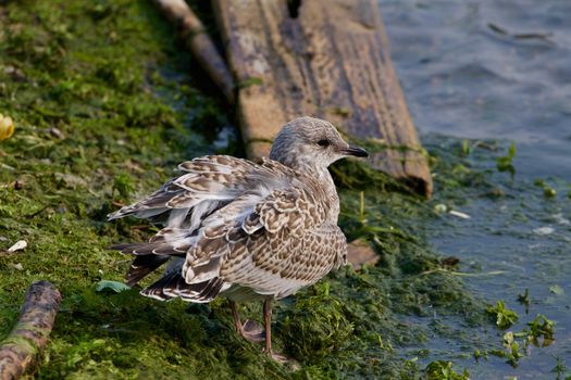 The beautiful lesser black-backed gull is staying near the water