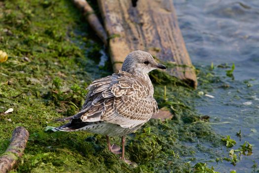 The close-up of the beautiful lesser black-backed gull