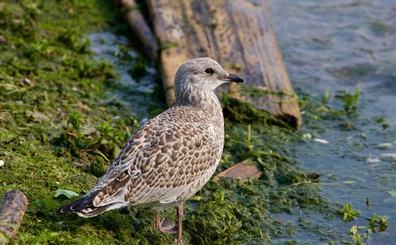 The close-up of the beautiful lesser black-backed gull staying on the shore of the lake