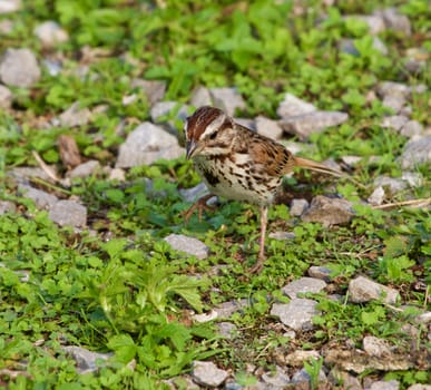 The funny young sparrow is going somewhere