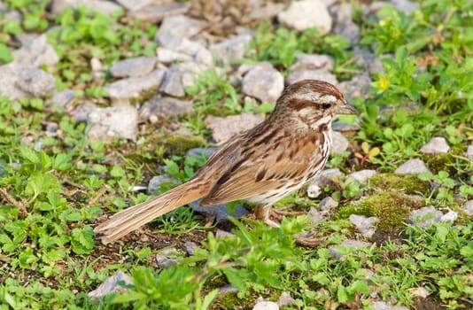 The close-up of the young sparrow on the shore