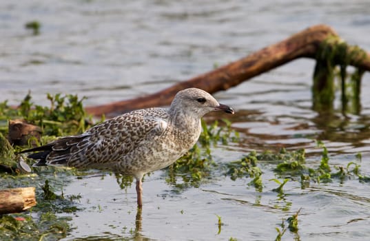 The close-up of the beautiful lesser black-backed gull staying in the water of the lake