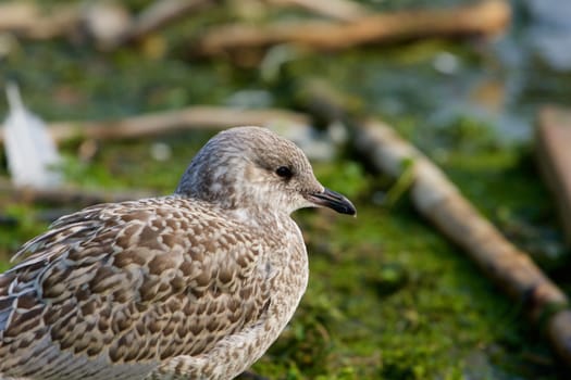 The portrait of the lesser black-backed gull