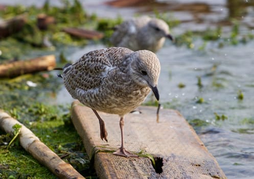 The lesser black-backed gull is going somewhere near the lake