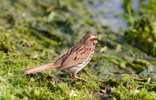 The close-up of the young sparrow on the shore of the lake