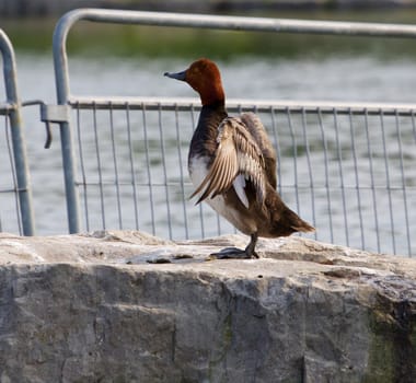 The redhead duck shows her wings on the rock