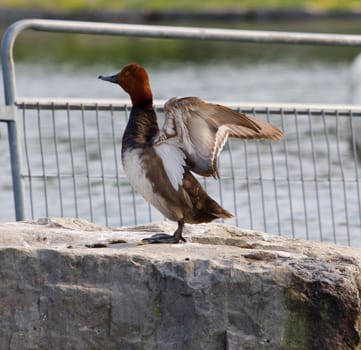 The redhead duck spreads the wings staying on the rock