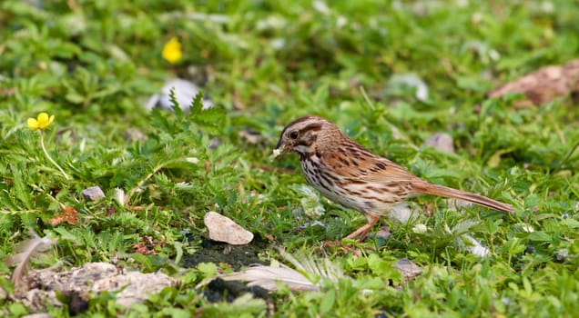 The beautiful close-up of the young sparrow with the food