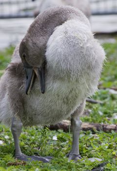 The close-up of the young swan cleaning his feathers