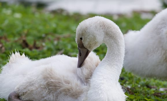 Beautiful young mute swan on the grass close-up