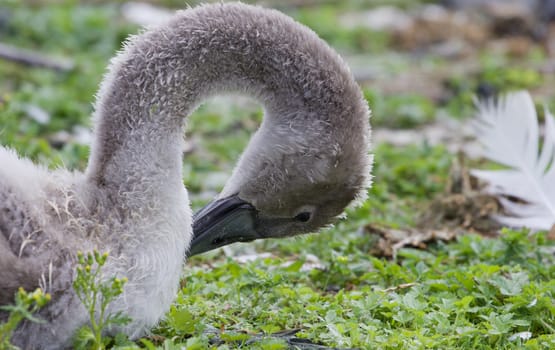 The beautiful long neck of the young mute swan