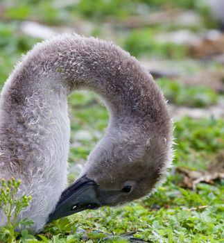 Young mute swan is cleaning his feathers