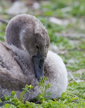 The close-up of the young mute swan with the flowers