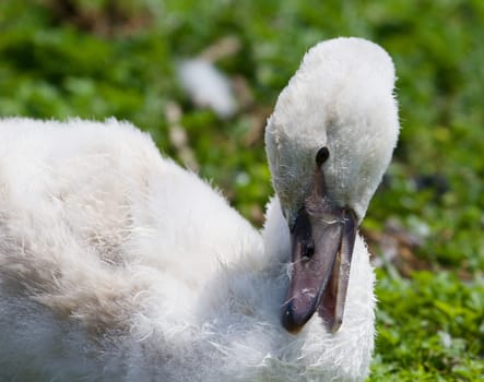 Young white mute swan's close-up