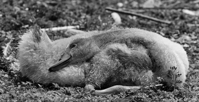 The black and white close-up of the young laying mute swan