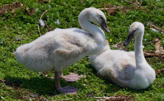 Two young mute swans together on the grass