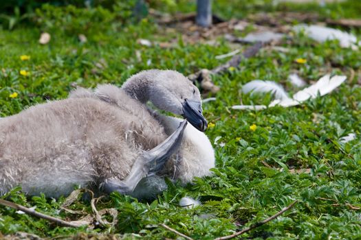 Funny young mute swan is scratching his beak