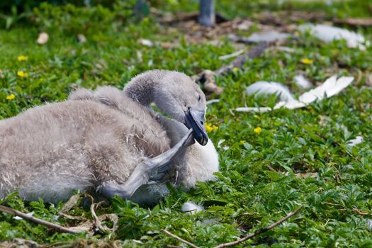 Happy young mute swan is scratching his beak on the grass