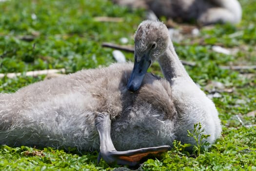 The close-up of the young mute swan laying on the grass