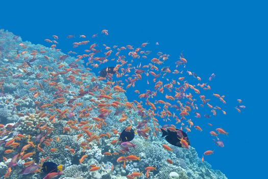 colorful coral reef  with shoal of exotic fishes Anthias at the bottom of tropical sea