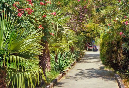 Beautiful alley in the Park with lots of evergreen southern plants: trees, flowering oleanders, TUI.