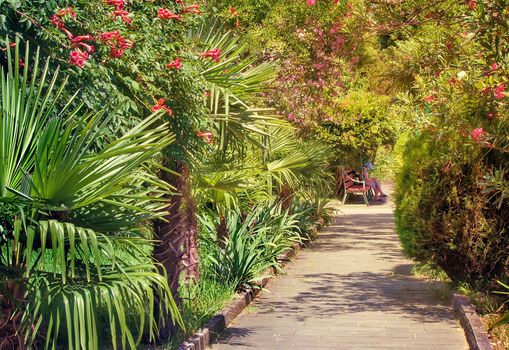 Beautiful alley in the Park with lots of evergreen southern plants: trees, flowering oleanders, TUI.