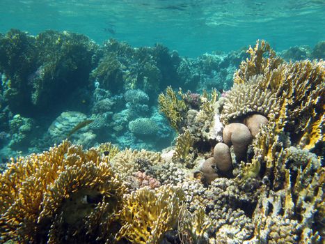 coral reef with fire corals at the bottom of tropical sea on a background of blue water, underwater