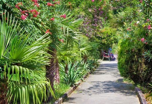 Beautiful alley in the Park with lots of evergreen southern plants: trees, flowering oleanders, TUI.