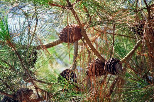 Branches relict pines on the coast of Abkhazia with long needles of pine needles and cones against the blue sky.