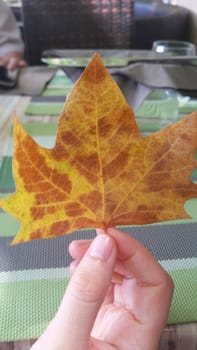 Beautiful Platanus Leaf in the hand of a young woman