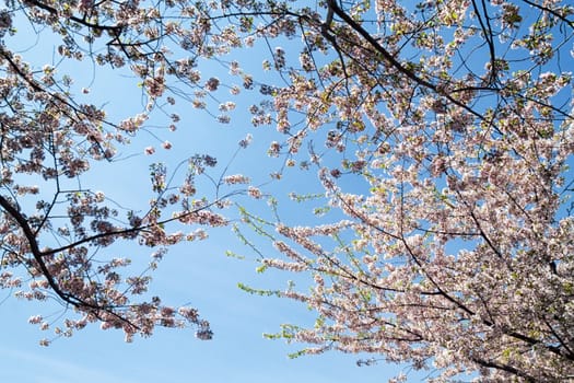 Branches of a Cherry Blossom tree in bloom