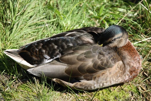 male mallard ducks sitting in the grass and sleeps