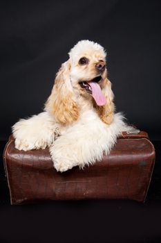 Little cocker spaniels on a blck plastic floor