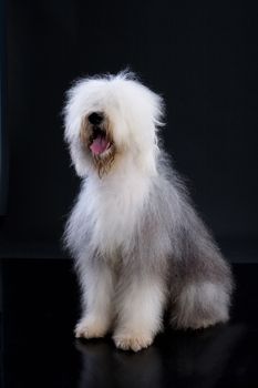 Bobtail