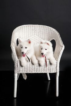 White Samoyeds on a black plastic reflecting background