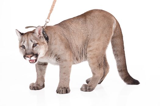 Close up wild puma on isolated studio background