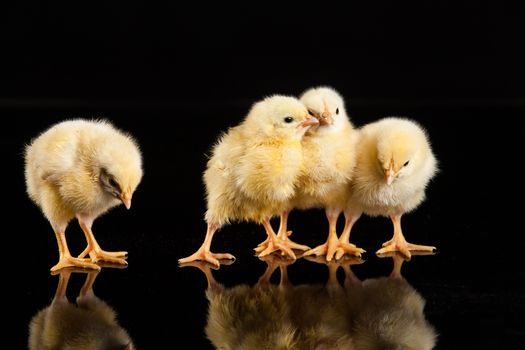 Little yellow chicken on a black studio background