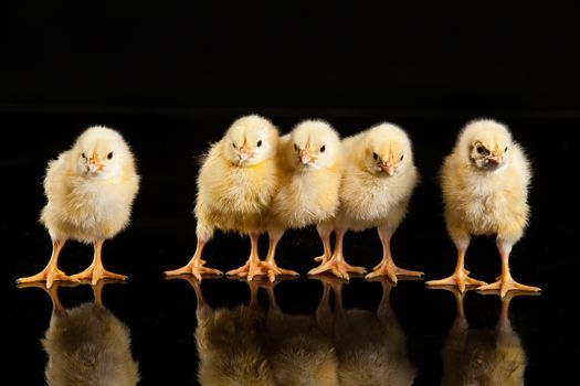 Little yellow chicken on a black studio background