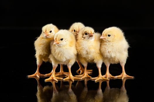 Little yellow chicken on a black studio background