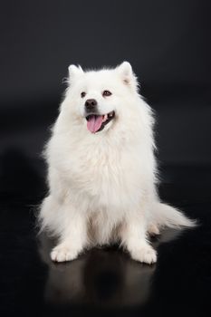 White Smoyed dog on black studio background