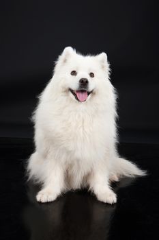 White Smoyed dog on black studio background