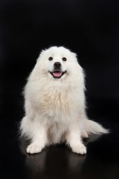 White Smoyed dog on black studio background