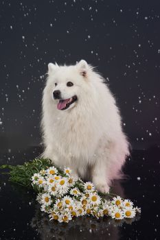 White Smoyed dog on black studio background